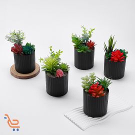 نبات عصاري أسود ذو أربعة رؤوس مختلفة 