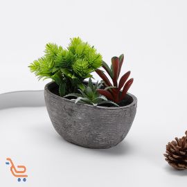 زينة من نباتات العصارية الناعمة 