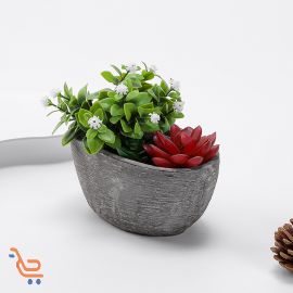 مجموعة من نباتات العصارية الناعمة 